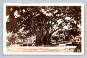 RPPC BANYAN TREE HAWAIIAN ISLANDS HAWAII REAL PHOTO POSTCARD 1939