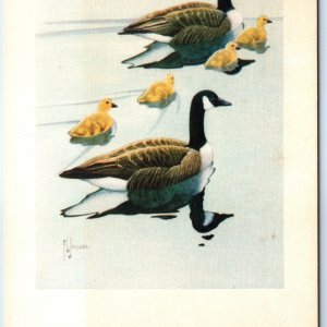 c1950s Betty Carnes Series 4 Canada Goose Water Color Art PC Francis Jaques A231
