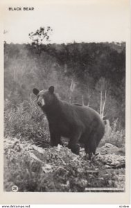 RP: Black Bear , Canada , 30-40s
