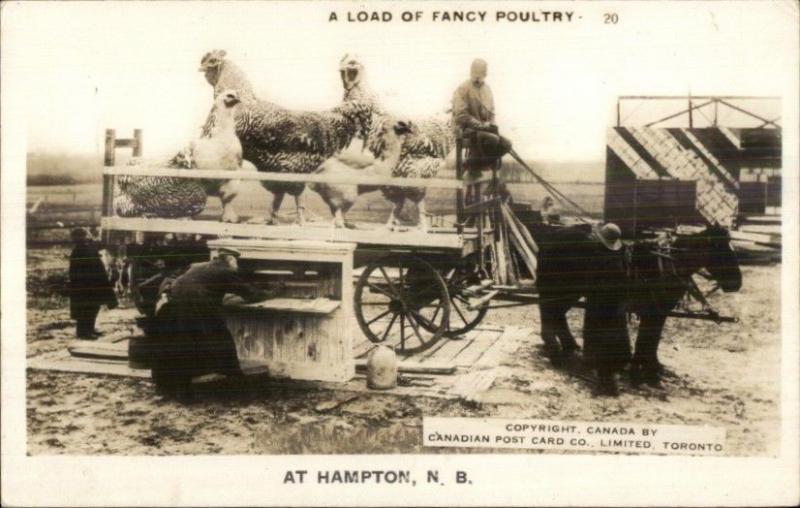 Hampton NB New Brunswick Chicken Farming Exaggeration RPPC c1940s