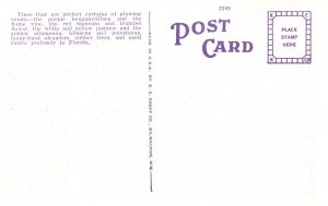 US    PC2557  BOUGAINVILLEA ARCH DRIVE, FLORIDA