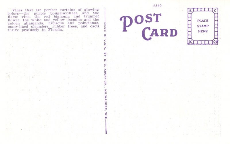 US    PC2557  BOUGAINVILLEA ARCH DRIVE, FLORIDA