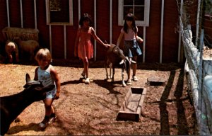 Rhode Island Hopkinton Enchanted Forest Children's Petting Area