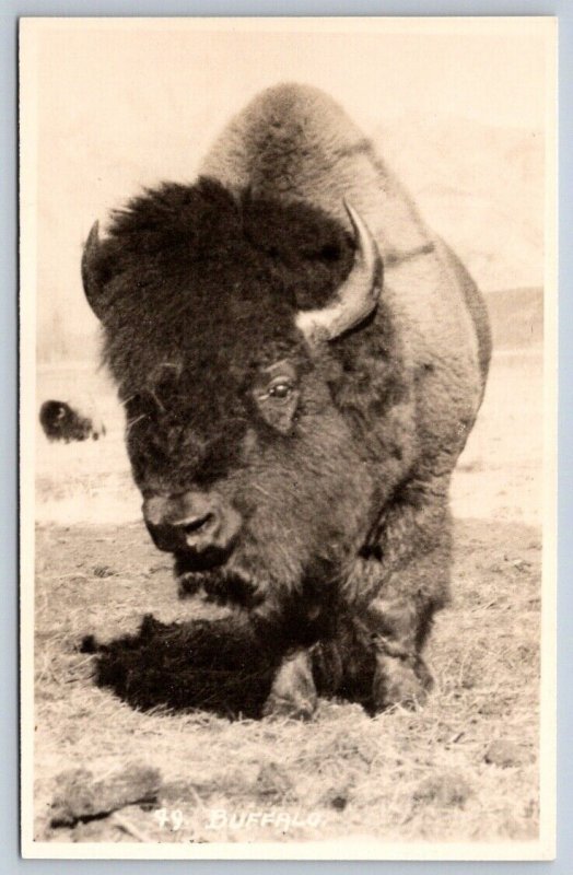 Buffalo, Vintage Byron Harmon RPPC Real Photo Postcard #49, NOS