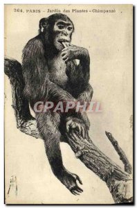 Old Postcard Paris Botanical Garden Chimpanzee Monkey Zoo