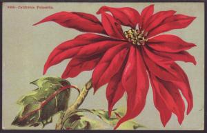 Poinsettias Postcard