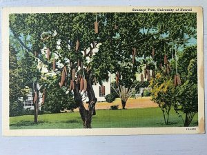 Vintage Postcard 1941 University of Hawaii Sausage Tree Honolulu Hawaii (HI)