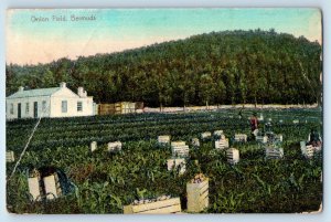 Bermuda Postcard Onion Field Farm Home Mountain c1910 Antique Unposted