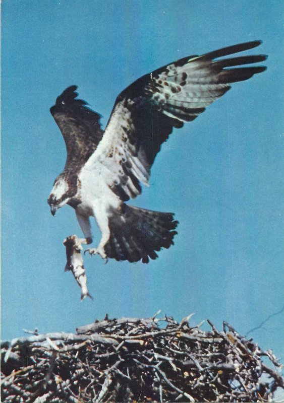 Postcard Animals osprey 1959 eagle nest