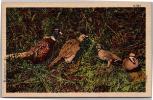 Postcard bird animal CT Wild Life Scene group of pheasants