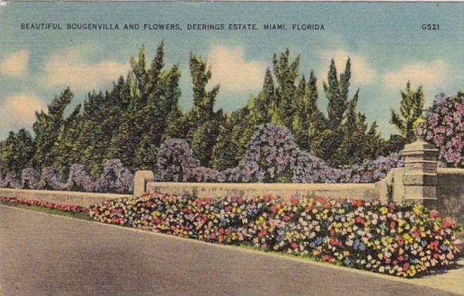 Florida Miami Beautiful Bougenvilla and Flowers On The Deering Estate 1940