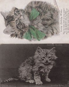 Animal Studies Fluffy Darling Cat Transport Poem 2x Old Postcard s