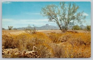 Postcard Phoenix Arizona AZ Desert Spring Flowers Mountains 1950s Chrome View