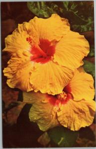 postcard Hibiscus - the Hawaii State Flower