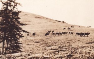 RPPC Real Photo Postcard - Caribou Herd Grazing on Hillside