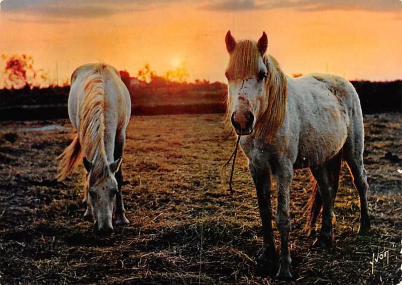 Coucher De Soleil En Camargue Chevaux Horses Sunset Pferde