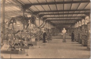 Belgium Royal Museum of Natural History Brussels Fossils Vintage Postcard C194