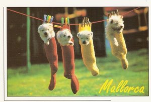 Cats on the clothesline. MallorcaModern Spanish photo postcard