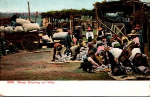 Sheep Shearing Out West 1908