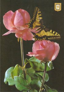 Red roses and butterfly  Nice modern Spanish photo postcard