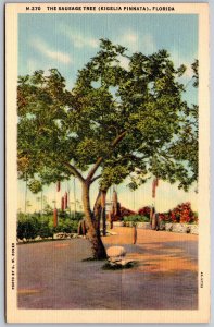Vtg Florida FL The Sausage Tree Kigelia Pinnata Fetish Tree 1930s View Postcard