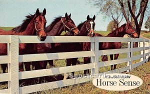 Horse Sense - Monticello, New York NY Postcard