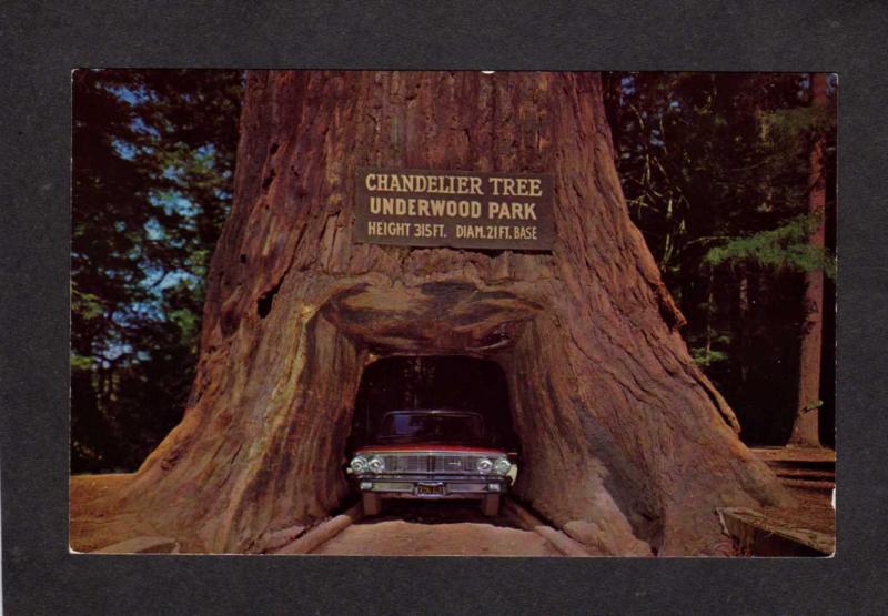 CA Drive Thru Tree Park Redwood Trees Forest Leggett California Chandelier