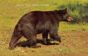 Advertising  BLACK BEAR~NORTH TWIN TRIBAL RESORT  Roadside   Chrome Postcard