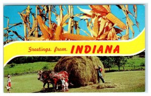 GREETINGS from INDIANA ~ Farm Scenes ~ HAY WAGON & CORN  c1950s  Postcard