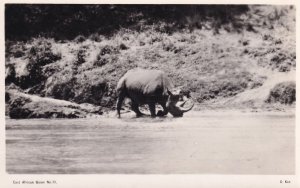 Rhinoceros Hunting East Africa Game Nairobi Real Photo Postcard