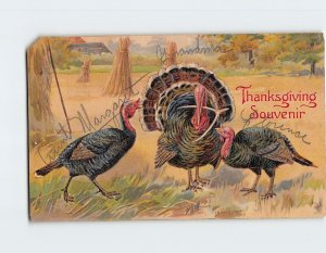 Postcard Thanksgiving Souvenir with Turkeys Art Print