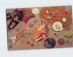 Postcard Beautiful Collection of Shells