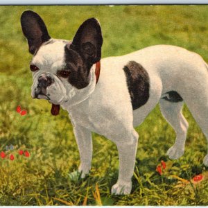 c1920s French Bulldog Dog Breed Postcard Bouledor Francais Francais A341