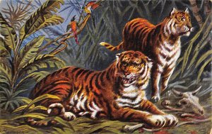 Pair Of Tigers Tiger Unused 