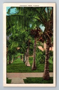 FL-Florida, Coconut Trees, Tropical Scenery, Vintage Postcard 