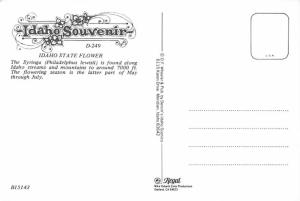 Idaho State Flower - Syringa