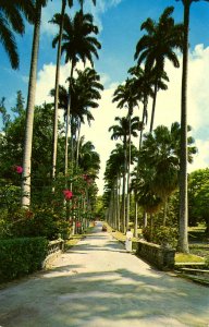 Barbados - St. John. Driveway of Codrington College