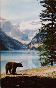 Black Bear Roamin in Gloamin Lake Louise Alberta AB Unused Vintage Postcard D78