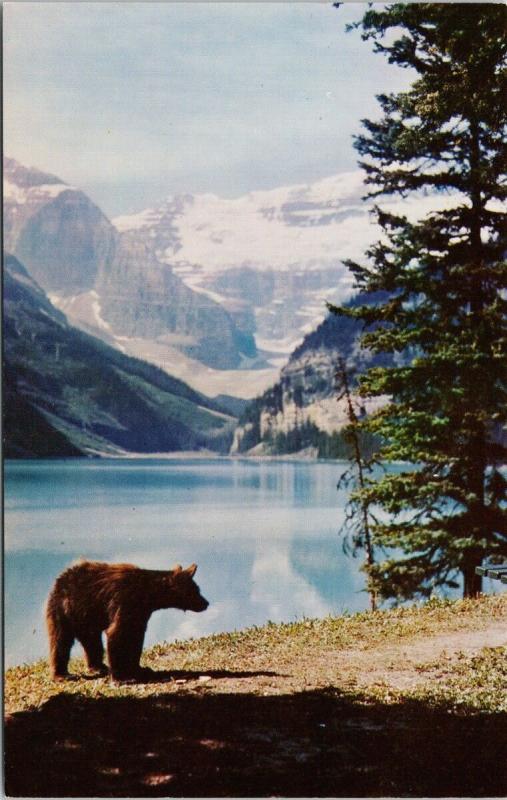 Black Bear Roamin in Gloamin Lake Louise Alberta AB Unused Vintage Postcard D78 