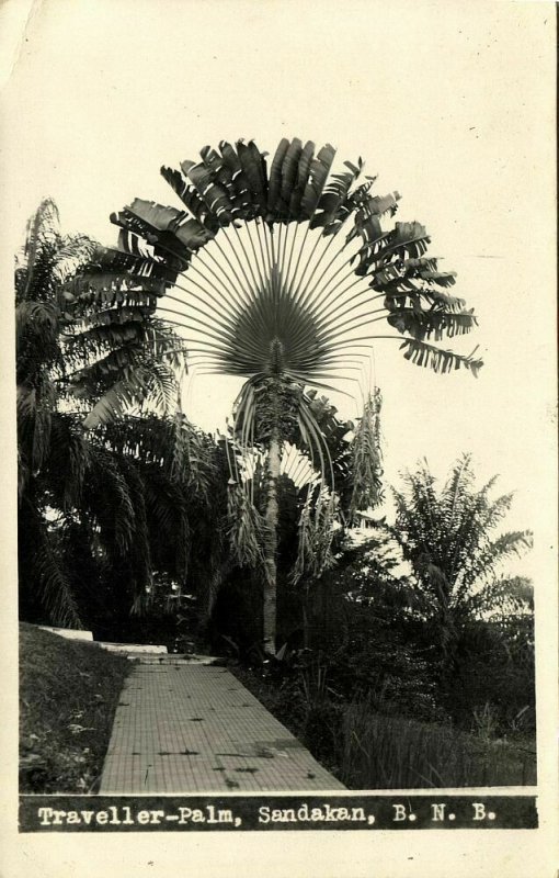 british north borneo, SABAH SANDAKAN, Traveller-Palm (1920s) RPPC Postcard