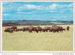 South Dakota Black Hills Buffalo Herd Or North American Bison