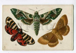 285572 Europe BUTTERFLY Oleander Hawk Moth & Eucharia fesiva & Oak Eggar 