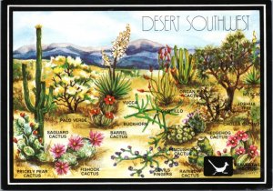 Postcard AZ Desert Plants of the Southwest