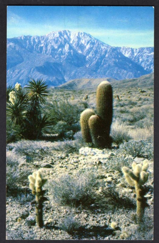 California A Desert Panorama The Cholla Cactus Barrel Cactus Mojave Yucca Chrome