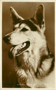 RPPC Postcard Dog Portrait German Shepherd Faithful & Wise, Valentine's R.P.29