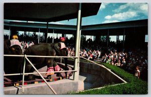 Animal~St Louis Missouri~Forest Park Zoo~Elephant Show Amphitheater~1950s PC