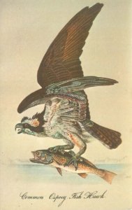 Common Osprey Fish Hawk Audubon Chrome Postcard Unused