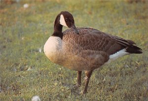 Canadian Goose Unused 