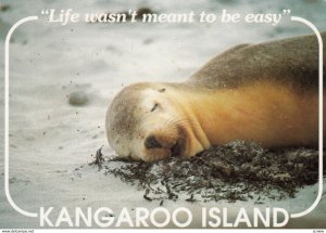 Kangaroo Island , South Australia , 50-70s ; Sea Lion at Seal Bay