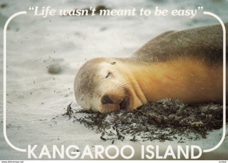 Kangaroo Island , South Australia , 50-70s ; Sea Lion at Seal Bay